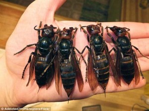 Những điều chưa biết về ong châu Á