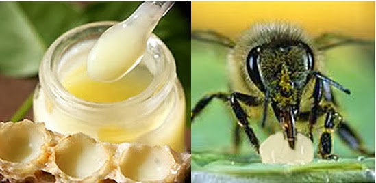 Sữa ong chúa tươi nguyên nhất tại thành phố Hồ Chí Minh