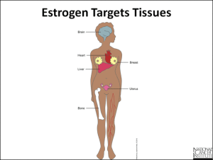 Estrogen-2