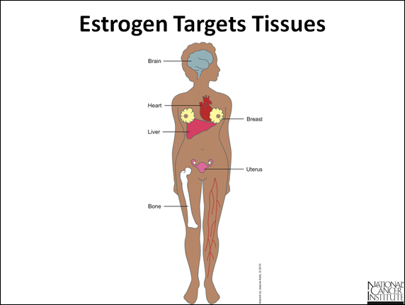 Vai trò của estrogen đối với cơ thể phụ nữ, ban cần nên biết