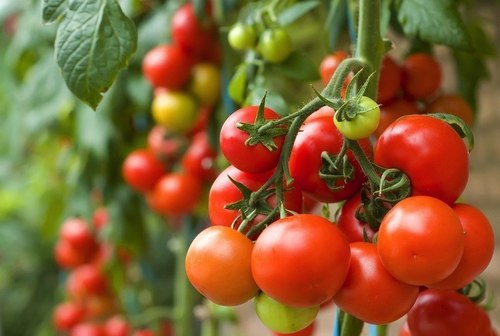 Những tác dụng bổ ích tuyệt vời của cà chua