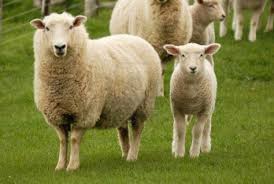 Nhau thai cừu là gì? Điều gì tốt cho lão hóa da?