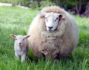 Làm đẹp bằng tinh chất nhau thai cừu, bạn cần lưu ý gì?