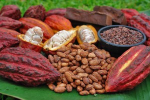 Cacao có nhiều hữu ích đối với bệnh nhân huyết áp cao