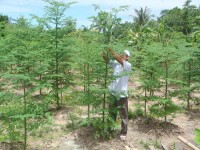 Kĩ thuật trồng cây chùm ngây và ứng dụng thực tiễn trong đời sống