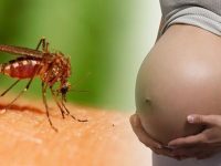 Những điều cần biết về bệnh Zika
