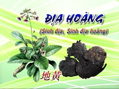 Cây và củ sinh địa