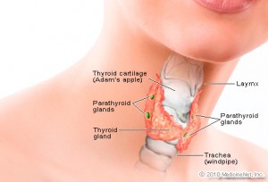 detail_thyroid2