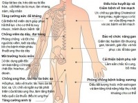 Hồng sâm là gì và tác dụng của hồng sâm bạn nên biết