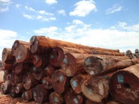 Gỗ Gụ , gỗ Sến, gỗ Trắc và gỗ Trắc Nam Phi giá bao nhiêu tiền một mét khối (m3)