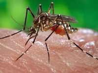 5 cách đơn giản giúp đuổi muỗi tránh xa